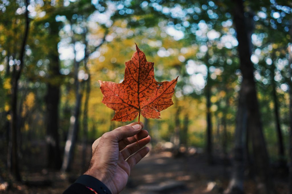 Your Trusted Immigration Consultant in Brampton: NEIC